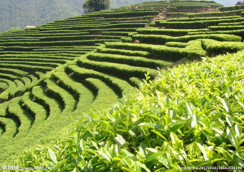 茶葉價格與質(zhì)量的辯證關系