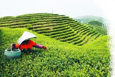 中國(guó)茶產(chǎn)能過(guò)剩，茶企如何突破困局轉(zhuǎn)向高盈利？