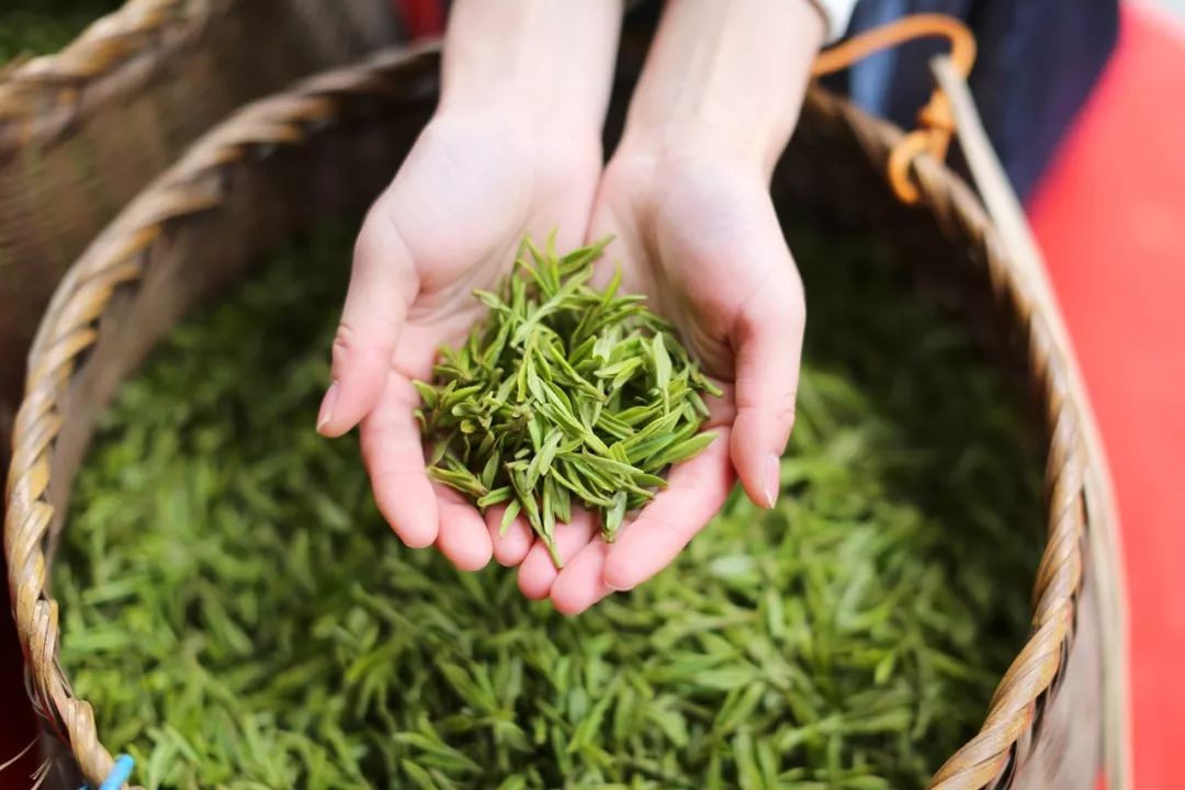 西湖龍井的“醒茶之音” 品味自然本真，遠(yuǎn)離“鉛”華裝飾品